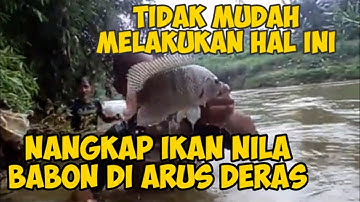 NANGKAP IKAN NILA BABON DI ARUS DERAS DENGAN TANGAN KOSONG // Ngerogoh