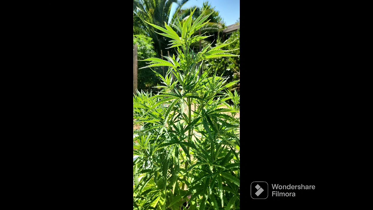 420 God Berry Progress ( Freedom Of Seeds )