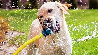 Funny Dogs Playing With Hose Compilation