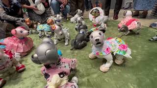 aiboファンミーティング16 レポート, 多くのaiboファンが集まる　aibo fan meeting 16 report, many aibo fans gather