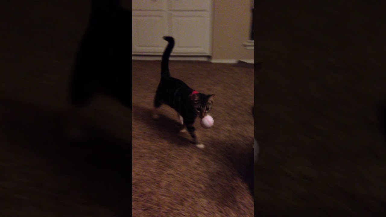 Cat plays fetch with ball YouTube