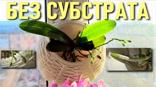 видео: ОРХИДЕЯ БЕЗ СУБСТРАТА! ПЕРЕВОД И СОДЕРЖАНИЕ ОРХИДЕЙ В ПУСТЫХ ВАЗАХ, КОРЗИНКАХ - ОТКРЫТАЯ СИСТЕМА/ОС! картинка: ОРХИДЕЯ БЕЗ СУБСТРАТА! ПЕРЕВОД И СОДЕРЖАНИЕ ОРХИДЕЙ В ПУСТЫХ ВАЗАХ, КОРЗИНКАХ - ОТКРЫТАЯ СИСТЕМА/ОС!