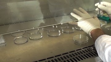 Isolating rhizobia from root nodules