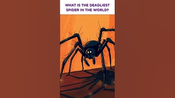 What is the Deadliest Spider in the World? | Eventful Insights