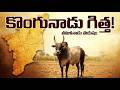 "జల్లికట్టులో దీనిదే పవర్! కంగాయం ఎద్దు గురించి మీకు తెలియని నిజాలు | Kangayam Bull Facts"