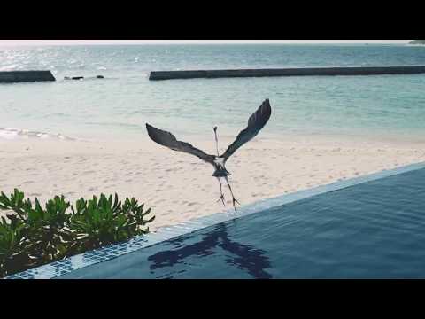 Amaya Kuda Rah | The Exotic Resort | Maldives | Qrius Connect - video from Qrius Connect