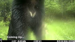 My Trail Camera Caught Something CRAZY