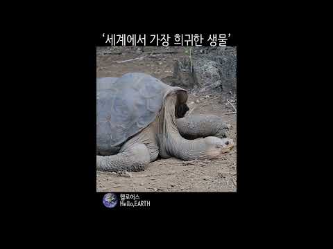 pinta tortoise pinta tortoise