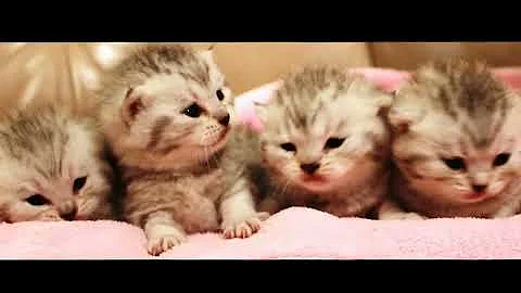 Video 728451: british kitten, silver shaded british, amazing british, british hair, sweet little kittens, cat