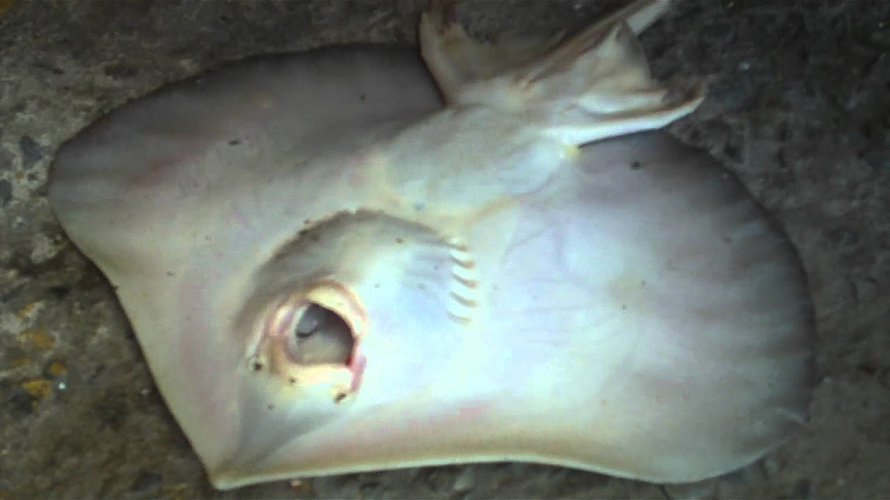 MANTA RAYA ASESINA ATRAPADA