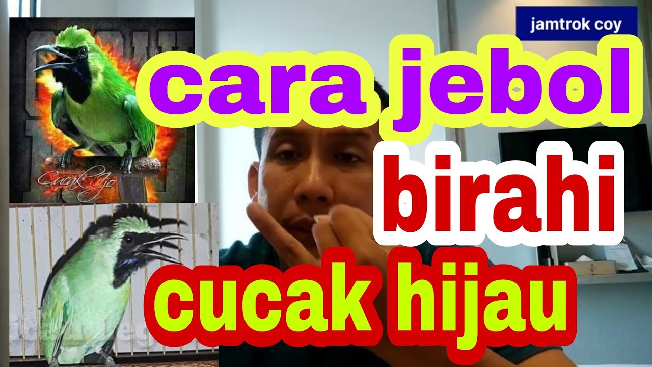 cara jebol birahi cucak hijau biar gacor