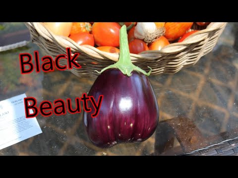 Video: Kaj je črni lepotni jajčevec – spoznajte gojenje črnih lepotnih jajčevcev