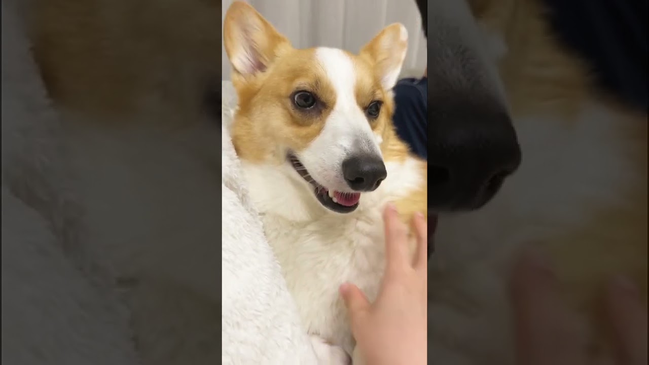 可愛いとおだてられると芸をしてしまうコーギーむぎ Youtube