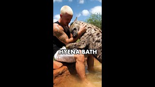 HYENA POOL PARTY #shorts by Dean Schneider 1,577,676 views 2 years ago 1 minute, 1 second
