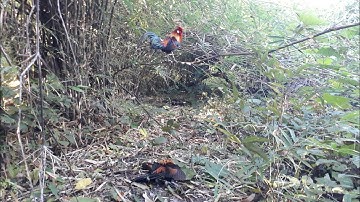 ต่อไก่ป่า Dib qaib qus tua tau lom zem kawg 06-01-2022