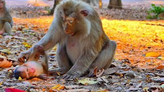 Old pigtail monkey not happy with little hybrid baby monkey