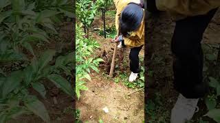 Harvesting Konjac Roots by Hand 🥔 #fyp #shorts