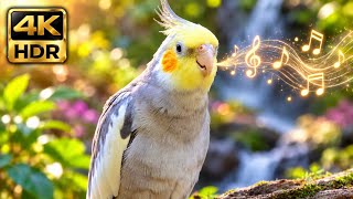 How Will Your Cockatiel React to This Shy Little Bird’s Soft, Throaty Calls? 🐦🎶 screenshot 1