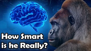 How close are we to talking with gorillas?