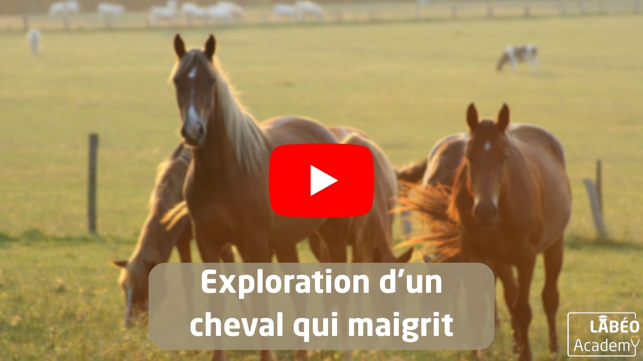 LABÉO Academy : Exploration d’un cheval qui maigrit
