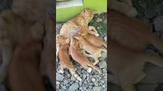Kucing Netein Anak Nya