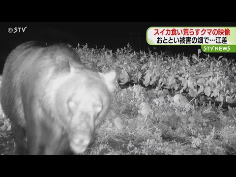 Bear munching on watermelons: 19 destroyed 10 incidents of crop
