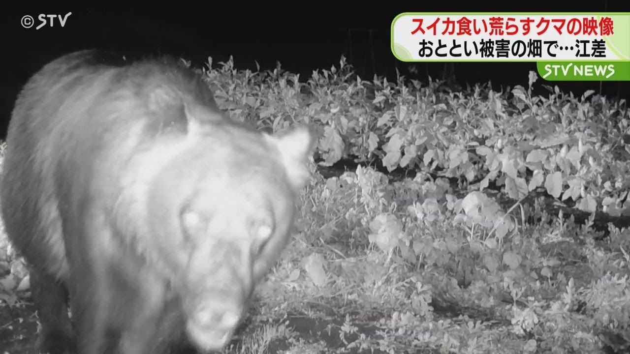 Bear munching on watermelons: 19 destroyed 10 incidents of crop