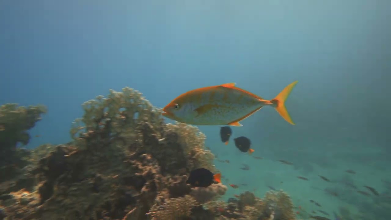 Caranx - Yellow jack (Carangoides bartholomaei) - coolihoo - HDR 4K