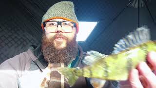First Nipissing Perch Of The Season - Ice Fishing Style!