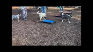 Litter Mate Syndrome Not! Green at the Puppy Social by Benson Ranch Livestock Guardian Dog Training 144 views 5 months ago 18 seconds