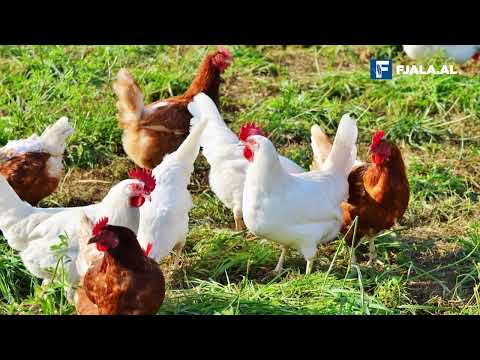 Video: A mund të prodhojë pula vezë pa gjel?
