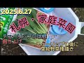 家庭菜園・札幌、、、チューリップの球根掘り上げ🌷空いた鉢に葉野菜種播き🌱