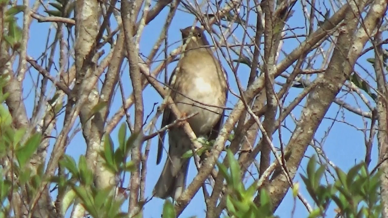 Male Pale Thrush_short staying in tree. 