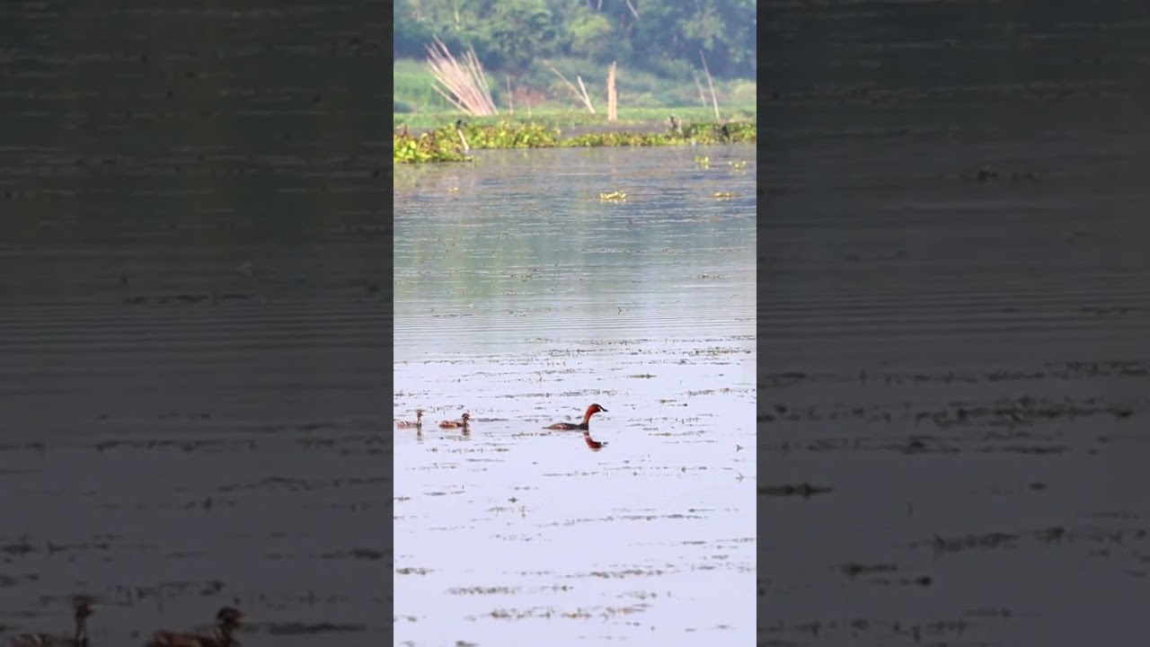 Little Grebes sails on Purbasthali's Serene Waters | Birdwatching 