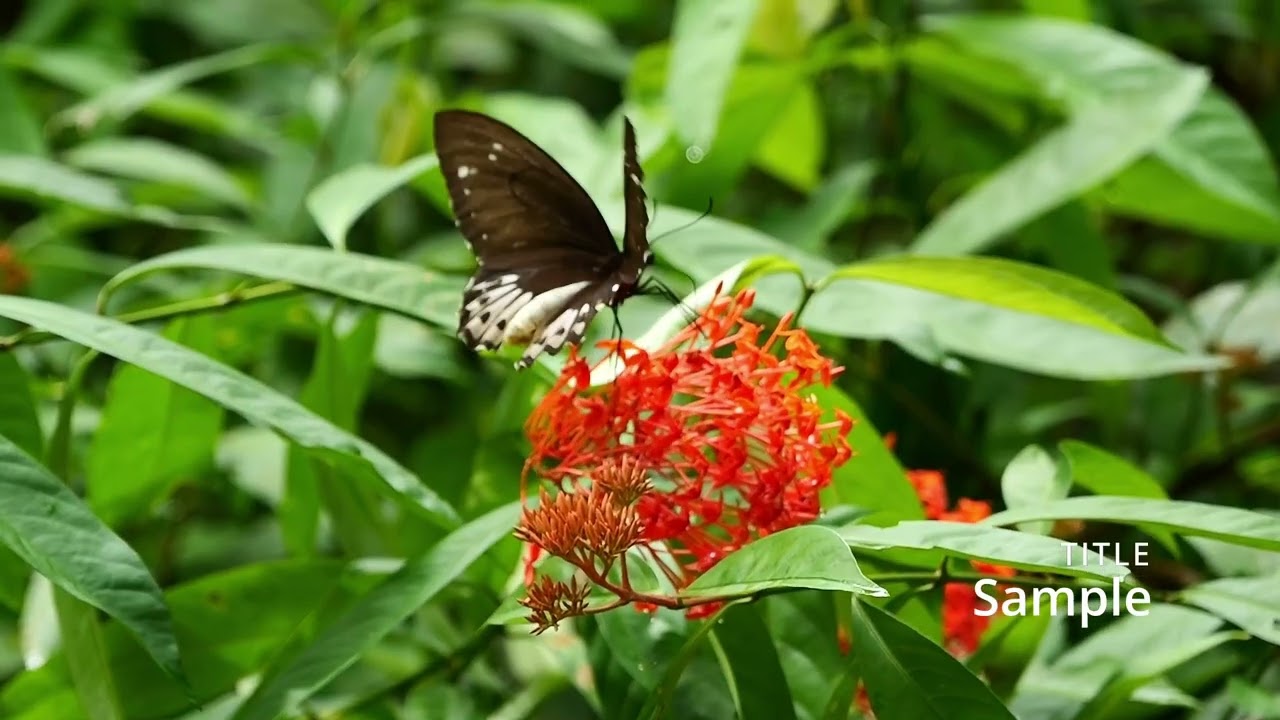 メガネトリバネアゲハのメス - YouTube