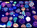Reefapalooza New York Day 2