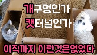 개와 고양이 방탈출 게임! (누가누가 잘하나) screenshot 1