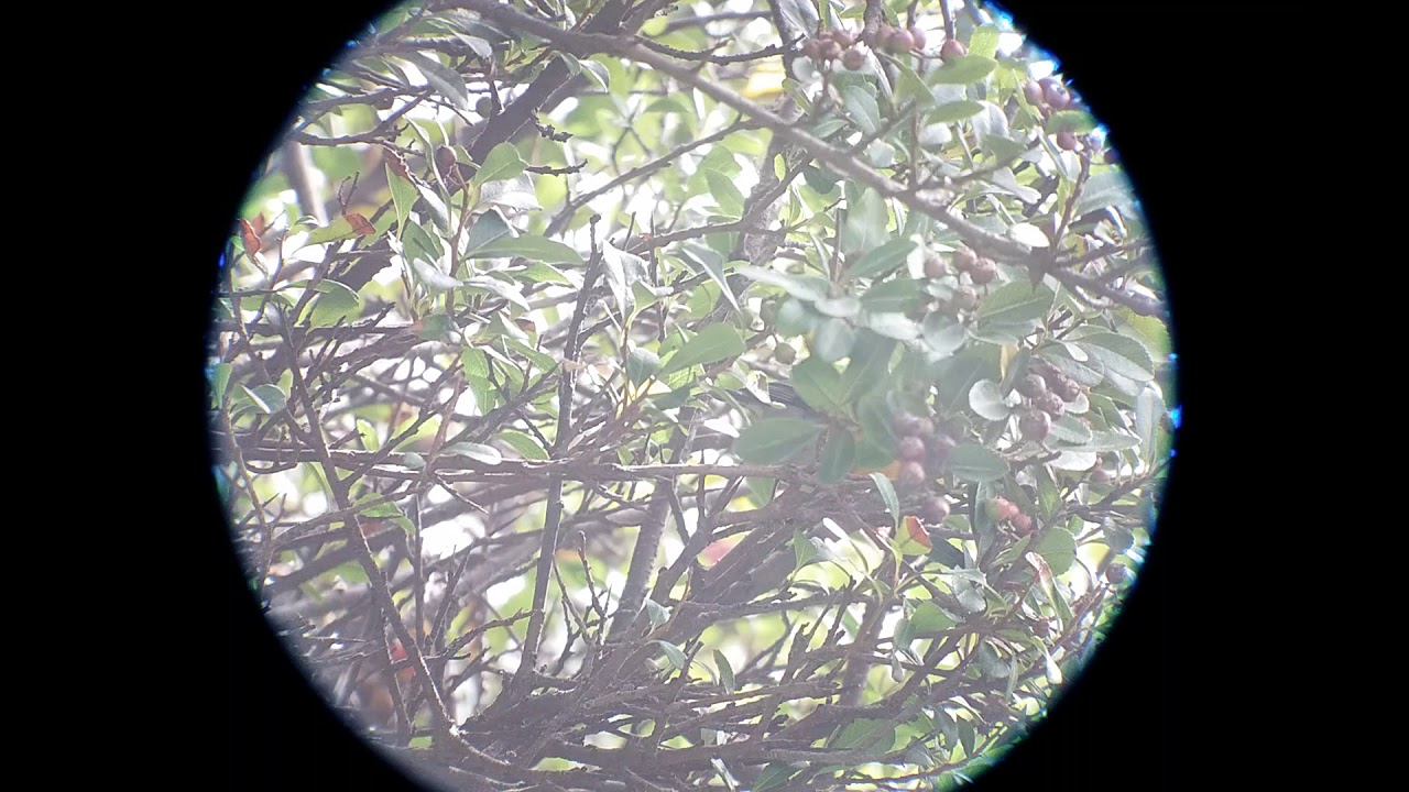 Flame-throated Warbler (Oreothlypis gutturalis), Irazú N.P, Costa Rica