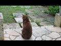 おたまこ40201😺チャコ💞😘お兄ちゃん💞探しに💖