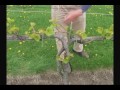 Shoot Thinning VSP Vines