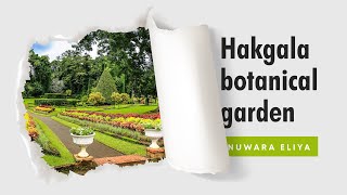 Hakgala Botanical Gardens | Nuwara Eliya | Sri Lanka