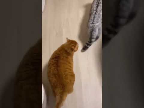 Прикол Толстый Летящей походкой! Идёт рыжий жирный кот обормот #shorts ...