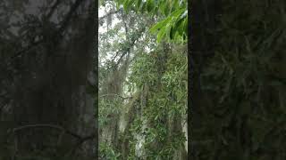 Heavy rain 🌧 sounds peaceful stress reliever just listen
