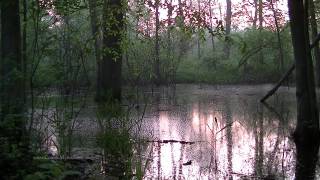 Nature Sounds around Michigan forest water hole