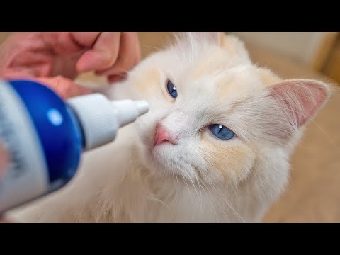 Video: Handtuch Wickeln Sie Ihre Katze in 5 Schritten ohne Kratzer ein
