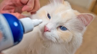 How to Clean Your Cat's Eyes (7 Step Tutorial) | The Cat Butler