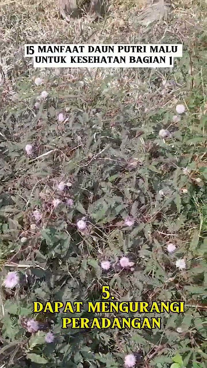15 manfaat daun putri malu untuk kesehatan bagian 1