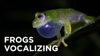 FROGS VOCALIZING / ANFÍBIOS VOCALIZANDO