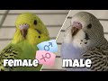 How to determine the gender of your baby budgie