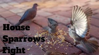 Cat TV~ Episode 16~ Watch Interesting Sparrow fights in my Backyard~ South Africa.